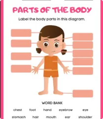 Body Parts of a Girl Worksheet & Answer key - kidsprint