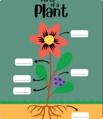 Plant Observation Workbook - kidsprint